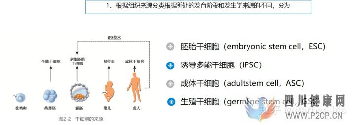 什么是干細胞(圖5) 什么是干細胞(圖5)