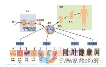 什么是干細胞(圖2) 什么是干細胞(圖2)
