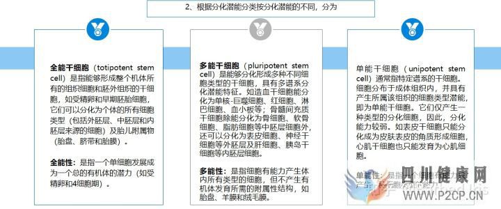 什么是干細胞(圖8) 什么是干細胞(圖8)