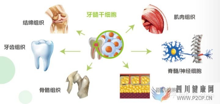 牙髓干細胞儲存是騙局嗎(圖3) 牙髓干細胞儲存是騙局嗎(圖3)