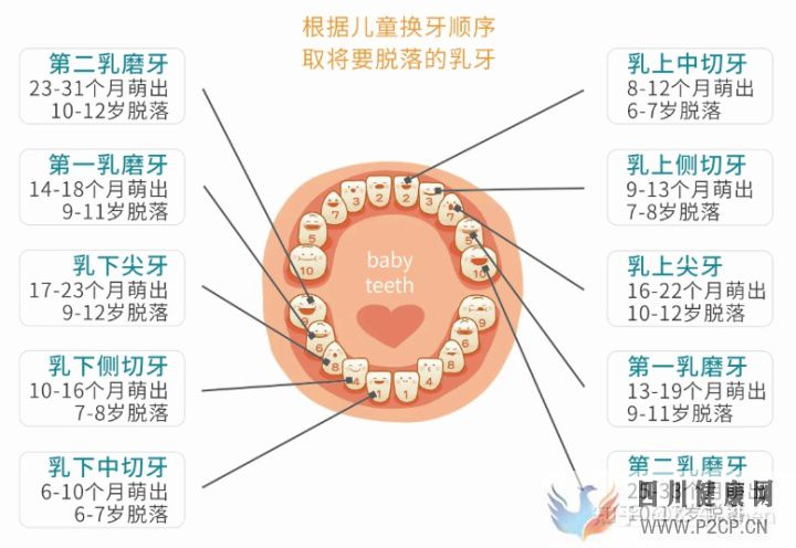 牙髓干細胞儲存是騙局嗎(圖1) 牙髓干細胞儲存是騙局嗎(圖1)