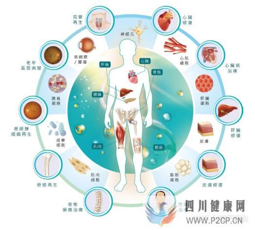 為什么要儲存干細胞有什么作用(圖2) 為什么要儲存干細胞有什么作用(圖2)