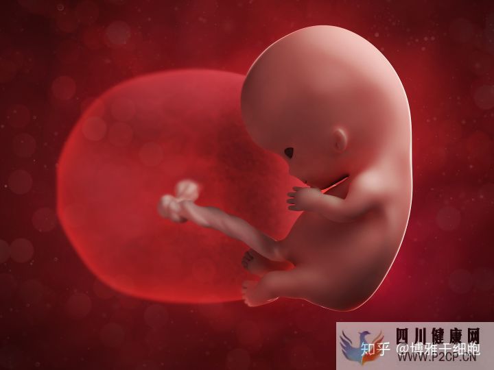 什么是間充質干細胞間充質干細胞存儲有用嗎它具...(圖2) 什么是間充質干細胞間充質干細胞存儲有用嗎它具...(圖2)