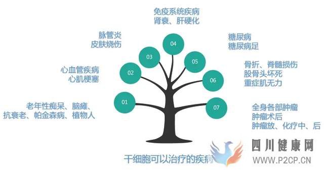細胞治療是“醫學第三大支柱”,干細胞和免疫細胞有何異同?(圖1) 細胞治療是“醫學第三大支柱”,干細胞和免疫細胞有何異同?(圖1)
