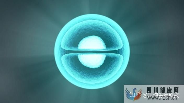 干細胞是什么跟我有什么關系(圖1) 干細胞是什么跟我有什么關系(圖1)