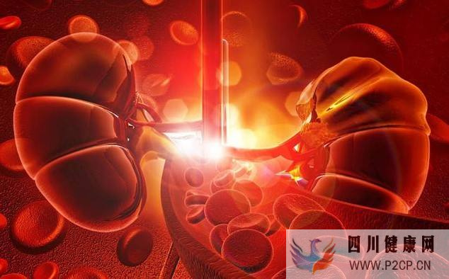 慢性腎衰竭、尿毒癥病患福音,無需換腎也能治療的干細胞移植療法(圖1) 慢性腎衰竭、尿毒癥病患福音,無需換腎也能治療的干細胞移植療法(圖1)