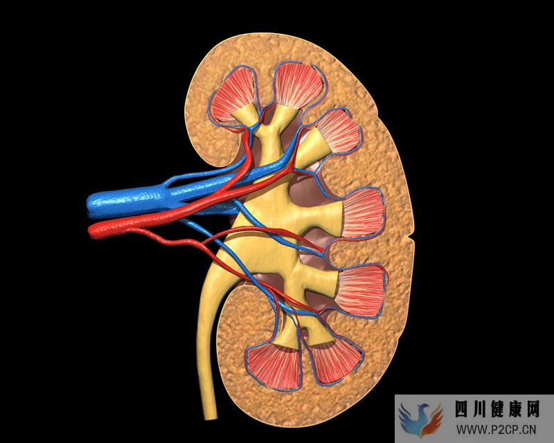 日本干細胞慢性腎臟腎功能不全如何治療日本干細胞治療流程介紹(圖1) 日本干細胞慢性腎臟腎功能不全如何治療日本干細胞治療流程介紹(圖1)