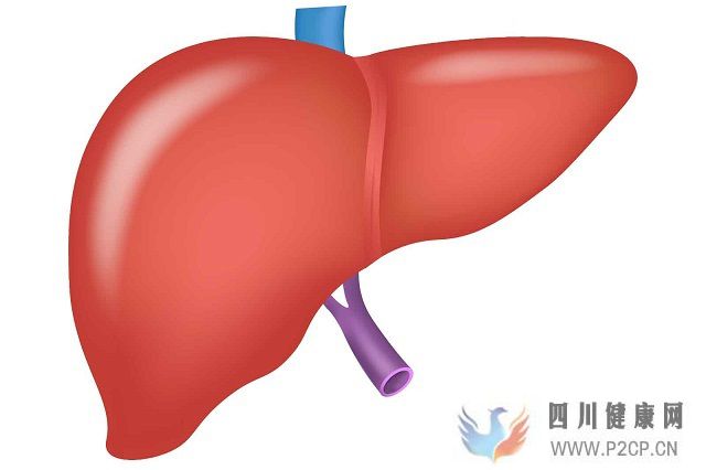 肝硬化、脂肪肝、肝功能不全等肝臟疾病的治療日本干細(xì)胞效果如何(圖1) 肝硬化、脂肪肝、肝功能不全等肝臟疾病的治療日本干細(xì)胞效果如何(圖1)